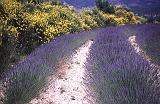 Provence 23